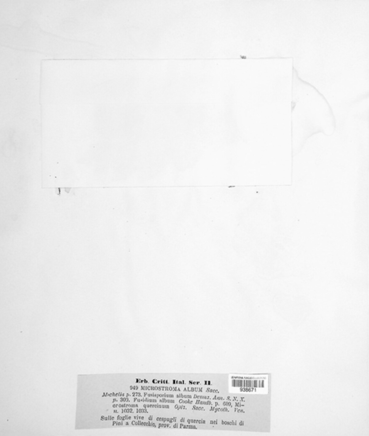 Microstroma album image